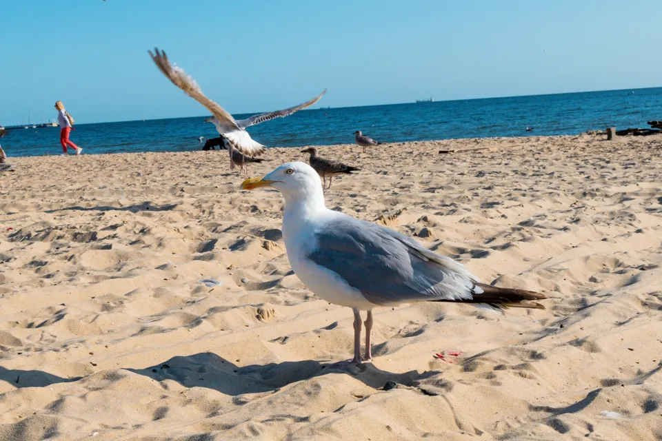 Sopot and the beach · 54