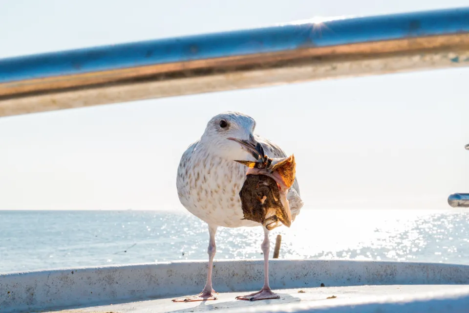 Sopot and the beach · 55